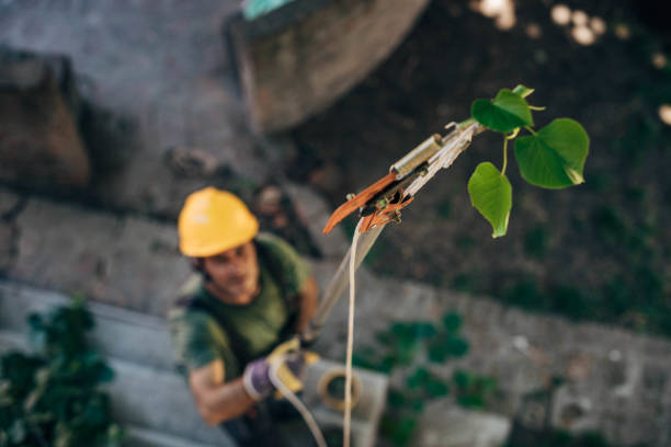 Best Hazardous Tree Removal  in Clinton, WI